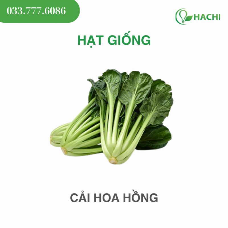 Hạt hoa hồng, đất tơi xốp và dụng cụ chuẩn bị cho việc ươm hạt tại nhà